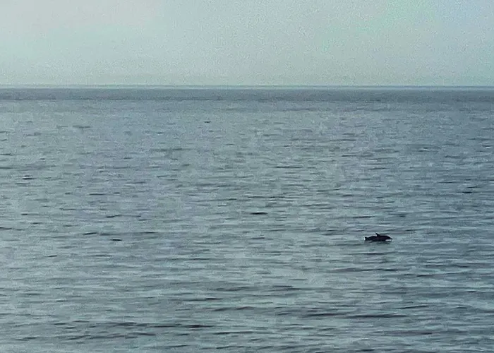 アパート Casa Jardin Del Mar エステポナ